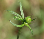 Knospen und Blätter. (Bild: W. Wohlers, JKI)