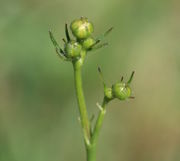 Häufig stehen bei den Knospen Vorblätter. (Bild: W. Wohlers, JKI)