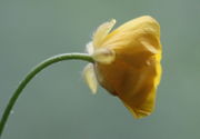 Gelbe Hüllblätter und gelbe Blütenblätter. (Bild: W. Wohlers, JKI)
