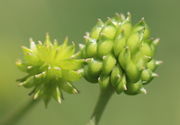 Die Früchte können aus 50 Nüsschen bestehen. (Bild: W. Wohlers, JKI)