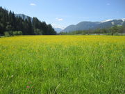 Im Mai bestimmen Hahnenfuß-Arten (R. acris und repens) auf nicht richtig gepflegtem Grünland mit ihrer buttergelben Farbe die Landschaft. (Bild: W. Wohlers, JKI)