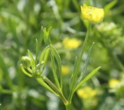 Die Blüten stehen einzeln. (Bild: W. Wohlers, JKI)