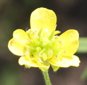 In den hellgelben Blüten fallen die großen Antheren sowie die großen, grünen Narben auf. (Bild: W. Wohlers, JKI)