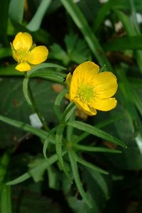 Gold-Hahnenfuß