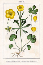 Bildtafel zu Ranunculus auricomus aus "Sturm 1796: Deutschlands Flora in Abbildungen"