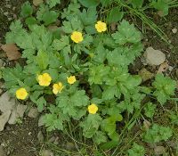 Ranunculus repens 01 ies.jpg