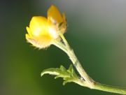 Die Pflanzen der Ausläufer können gleich Blüten treiben; hier an dessen Ende. (Bild: W. Wohlers)