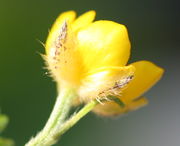 Die Butterblume ist nicht nur leuchtend gelb, sondern glänzt auch wie Butter. (Bild: W. Wohlers)