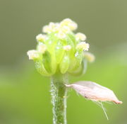 Die Narbe bleiben noch einige Zeit erhalten. (Bild: W. Wohlers)