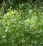 Die gelben Blüten des Kriechenden Hahnenfuß‘ fallen sofort auf. (Bild: W. Wohlers, JKI)