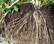 Der Kriechende Hahnenfuß hat viele Wurzeln, hier 20 cm lang und oben 2 mm dick. (Bild: W. Wohlers)