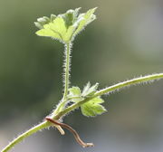 Die Ausläufer treiben erst Blätter an den Knoten und bewurzeln sich sehr schnell. (Bild: W. Wohlers)