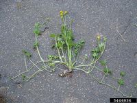 Ranunculus repens IPM5446836.jpg