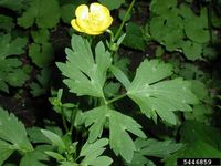 Ranunculus repens IPM5446859.jpg