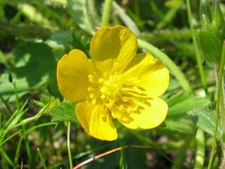 Kriechender Hahnenfuß: Blüte – Fabelfroh, CC BY-SA 3.0