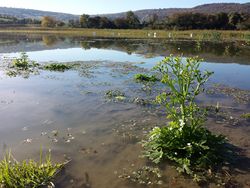 Gift-Hahnenfuß: Standort – Stefan.lefnaer, CC BY-SA 4.0