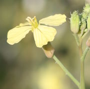Dunkler Äderung der hellgelben Blüten, deren Hüllblätter nicht abstehen. (Bild: W. Wohlers, JKI)