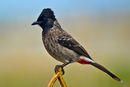 Red-vented Bulbul (Pycnonotus cafer) in Tirunelveli, India.jpg