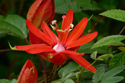 alt=Description de l'image Red Passion Flower (Passiflora coccinea) (39972254842).jpg.