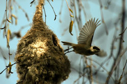 Beutelmeise am Nest - Wojsyl, CC BY-SA 3.0