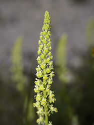 Gelbe Resede: Blüte – Hans Hillewaert, CC BY-SA 3.0