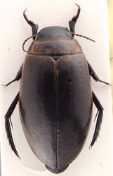 Figure 11. Rhantus fengi higher resolution file of habitus dorsal.