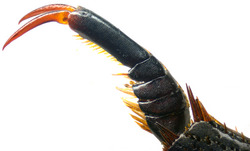 Figure 15. Rhantus fengi higher resolution file of male foreclaws.