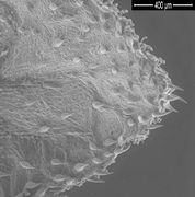 Die Spitze des Kelchblattes mit kräftigen Borsten. (REM-Bild: K. Richert-Pöggeler, JKI)