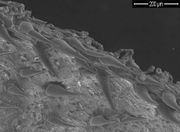 Die Borsten bestehen aus einer Basalzelle und in der Regel einer Spitzenzelle mit auffallender Oberfläche; manchmal sind es zwei Zellen. (REM-Bild: K. Richert-Pöggeler, JKI)