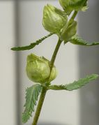 Die Tragblätter der unteren Blüten sehen aus wie die unteren Stängelblätter (Bild: W. Wohlers)