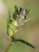 Knospen am Ende eines Triebes. (Bild: W. Wohlers)