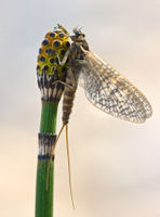 Fast erwachsenes Tier (♀ Subimago) von Rhithrogena germanica auf einem Winterschachtelhalm (Equisetum hyemale)