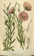 Rhodanthe chlorocephala ssp rosea.jpg