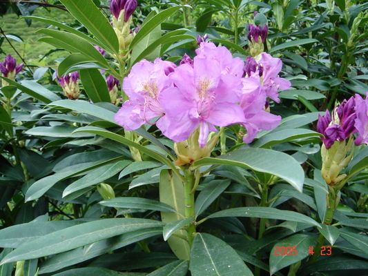 Rhododendron pontica.JPG