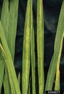 Rice stripe virus IPM5356977.jpg