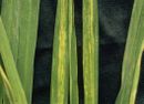 Rice stripe virus IPM5356977a.jpg