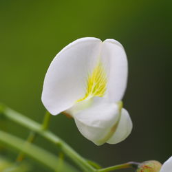 Blüte – Alice Kracht, CC BY-SA 4.0