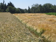 Roggen und Gerste, vom Wind bewegt. (Bild: W. Wohlers, JKI)