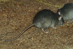 Hausratte:  Kilessan,CC BY-SA 3.0