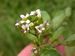 Rorippa nasturtium-aquaticum (Nasturtium officinale) (5002421657).jpg