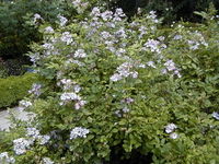 Rosa multiflora.jpg