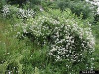 Rosa multiflora IPM5449943.jpg