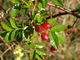 Fiederblätter und Sammelnussfrucht (Hagebutte) der Rose (Foto: Siegfried Kehl)