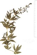 Rubia tinctoria: knospig-blühende Pflanze. Schweiz, Wallis, leg. Wentz (Herb. MSTR) (Foto: Rolf Wißkirchen)