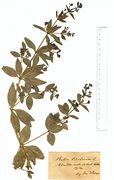 Rubia tinctoria: knospig-blühende Pflanze mit ersten Blüten. Bot. Garten Münster, leg. Wilms (Herb. MSTR) (Foto: Rolf Wißkirchen)