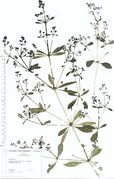 Rubia tinctoria: blühende Pflanze. Bot. Gärten Bonn (Herb. Wisskirchen) (Foto: Rolf Wißkirchen)