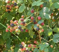 Rubus fruticosus 14 ies.jpg