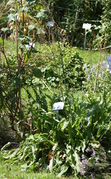 Im Garten ist der Ampfer wirklich groß und bildet sehr viel Blattmasse, hier im botanischen Garten Braunschweig. (Bild: W. Wohlers, JKI)