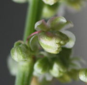 Gerade sich öffnende, männlichen Blüten mit blassen Antheren. (Bild: W. Wohlers, JKI)