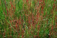 Rumex acetosella: Weibliche Pflanze (Foto: Rolf Wißkirchen)
